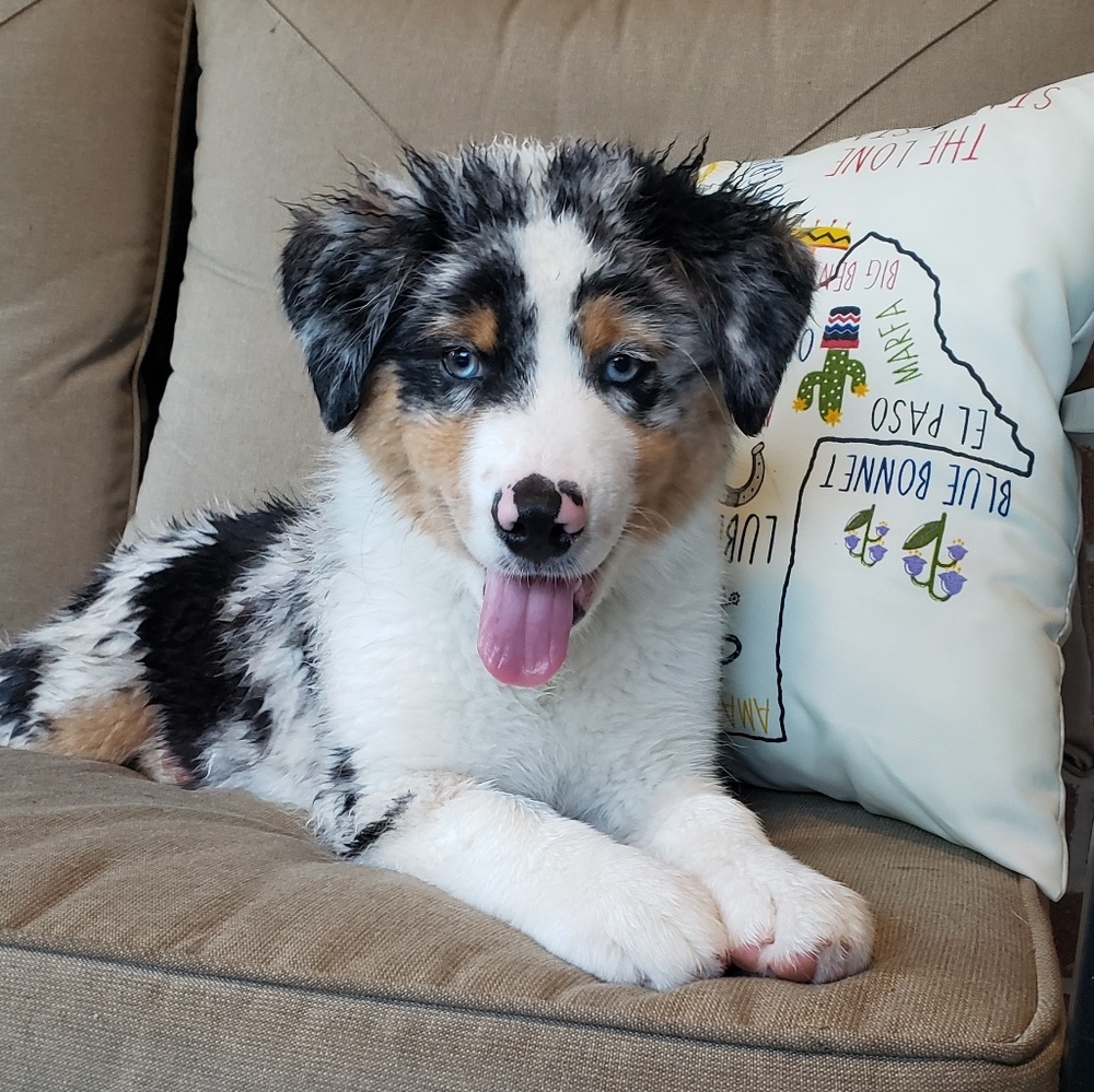 Meet your Posher, Lacey